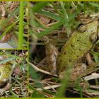 Junger Teichfrosch (Rana „esculenta“)