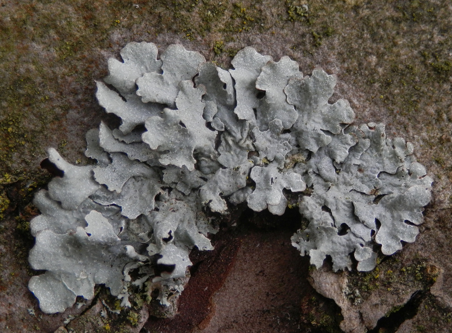 Junger Thallus der Furchen-Schüsselflechte (Parmelia sulcata) auf freistehendem Apfelbaum