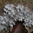 Junger Thallus der Furchen-Schüsselflechte (Parmelia sulcata) auf freistehendem Apfelbaum