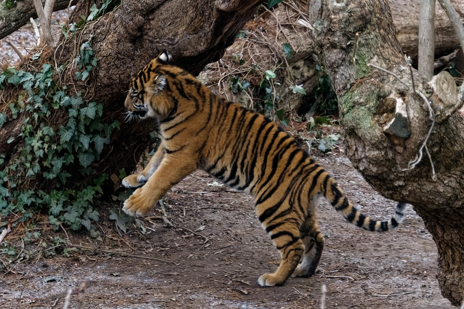 junger Tiger 