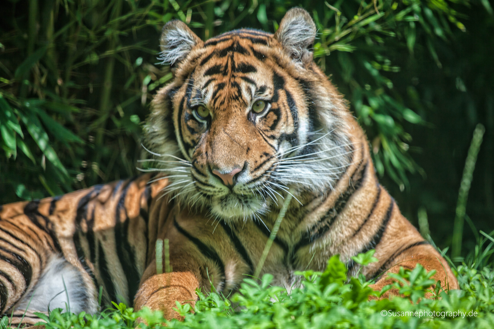 Junger Tiger 2