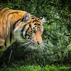 Junger Tiger 3