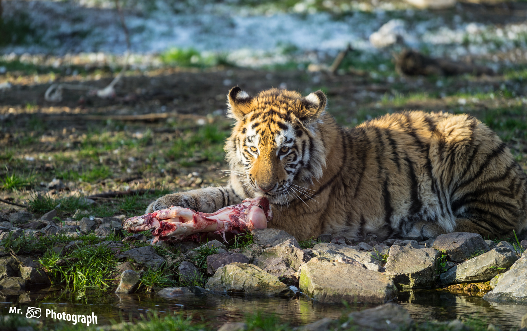 Junger Tiger genießt den Beute Knochen
