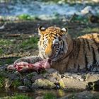 Junger Tiger genießt den Beute Knochen