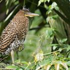 Junger Tiger Heron