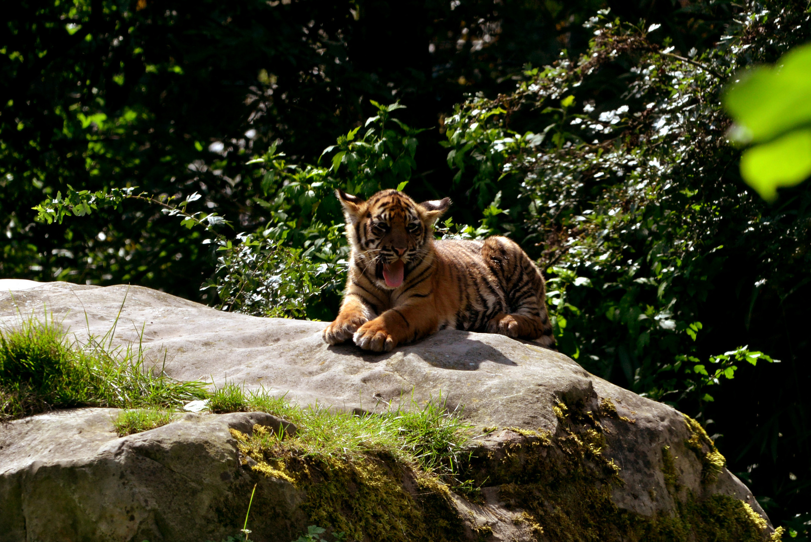 junger Tiger im Krefelder Zoo 2