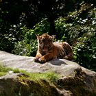 junger Tiger im Krefelder Zoo 2