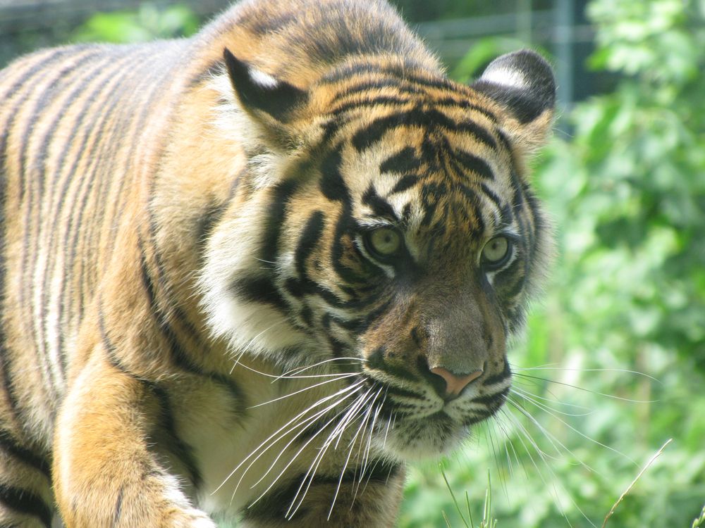 Junger Tiger im Krefelder Zoo