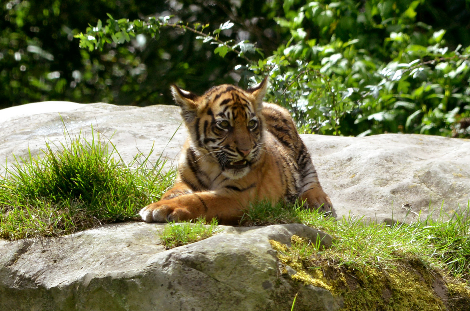 junger Tiger im Krefelder Zoo 3