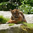 junger Tiger im Krefelder Zoo 3