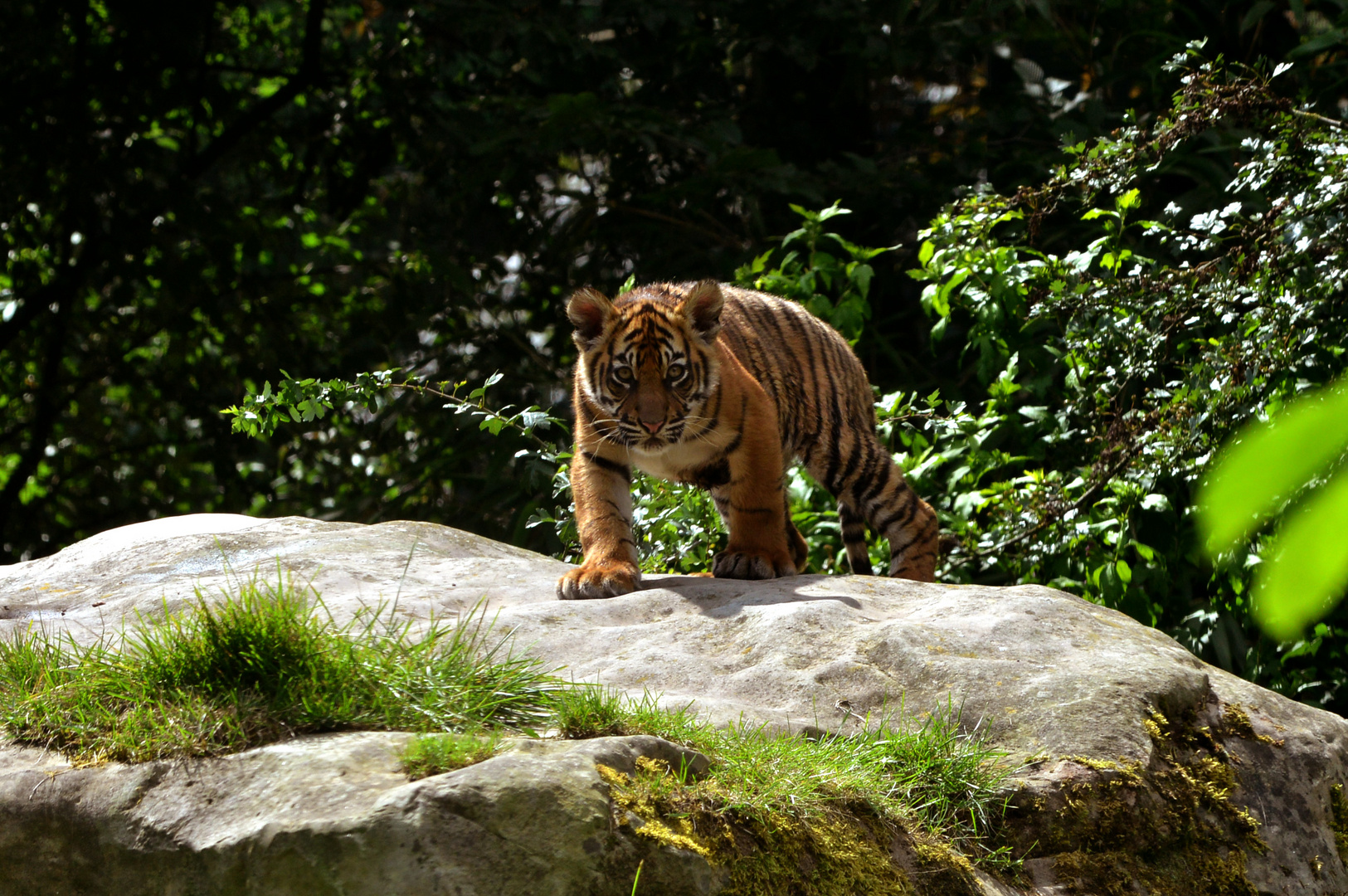 junger Tiger im Krefelder Zoo