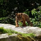 junger Tiger im Krefelder Zoo