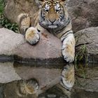 Junger Tiger im Leipziger Zoo