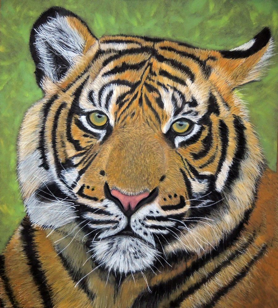 Junger Tiger Mit Pastellkreide Gemalt Foto Bild Fotos Natur Kultur Bilder Auf Fotocommunity