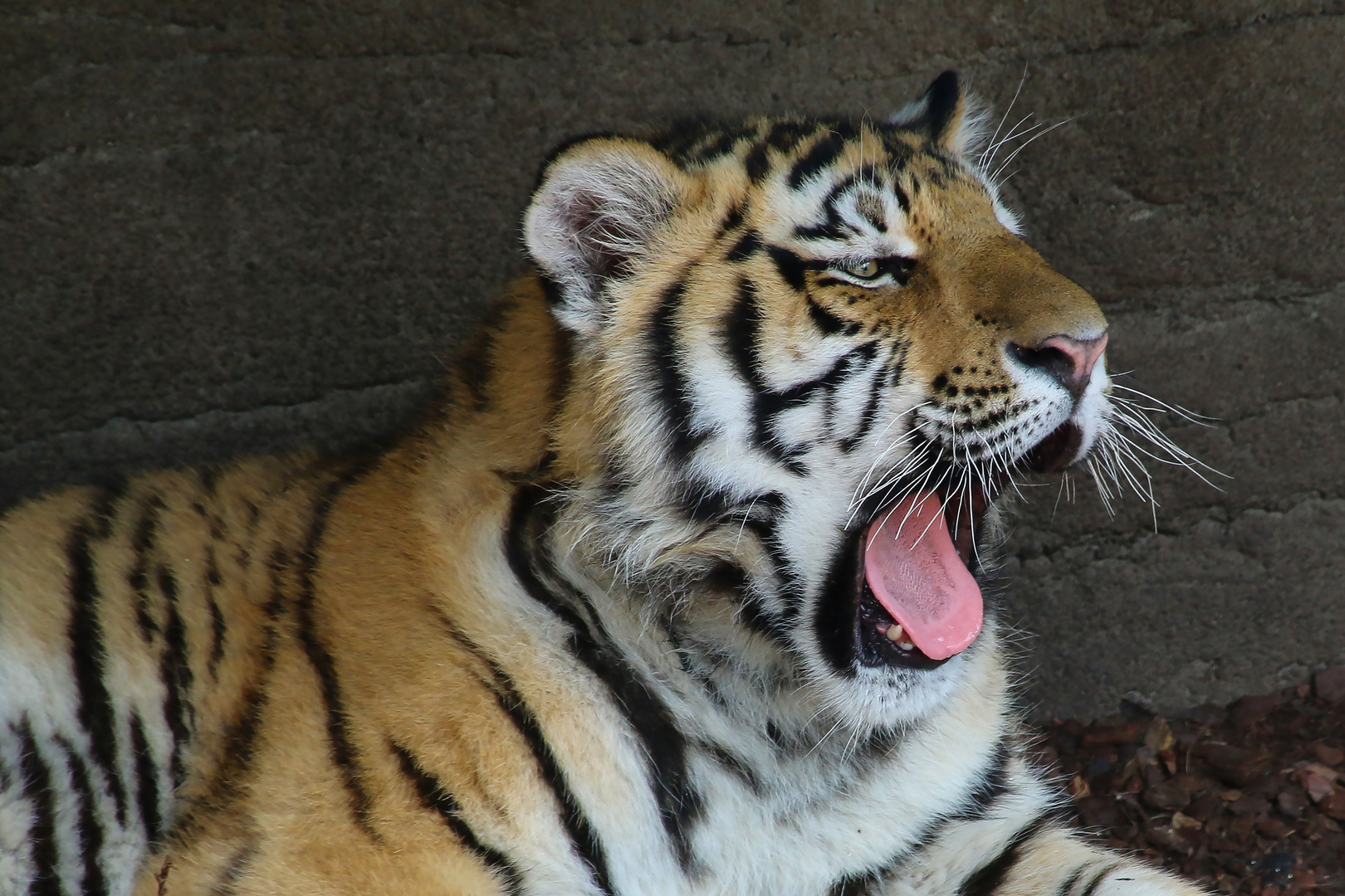 Junger Tiger und kein bischen Müde