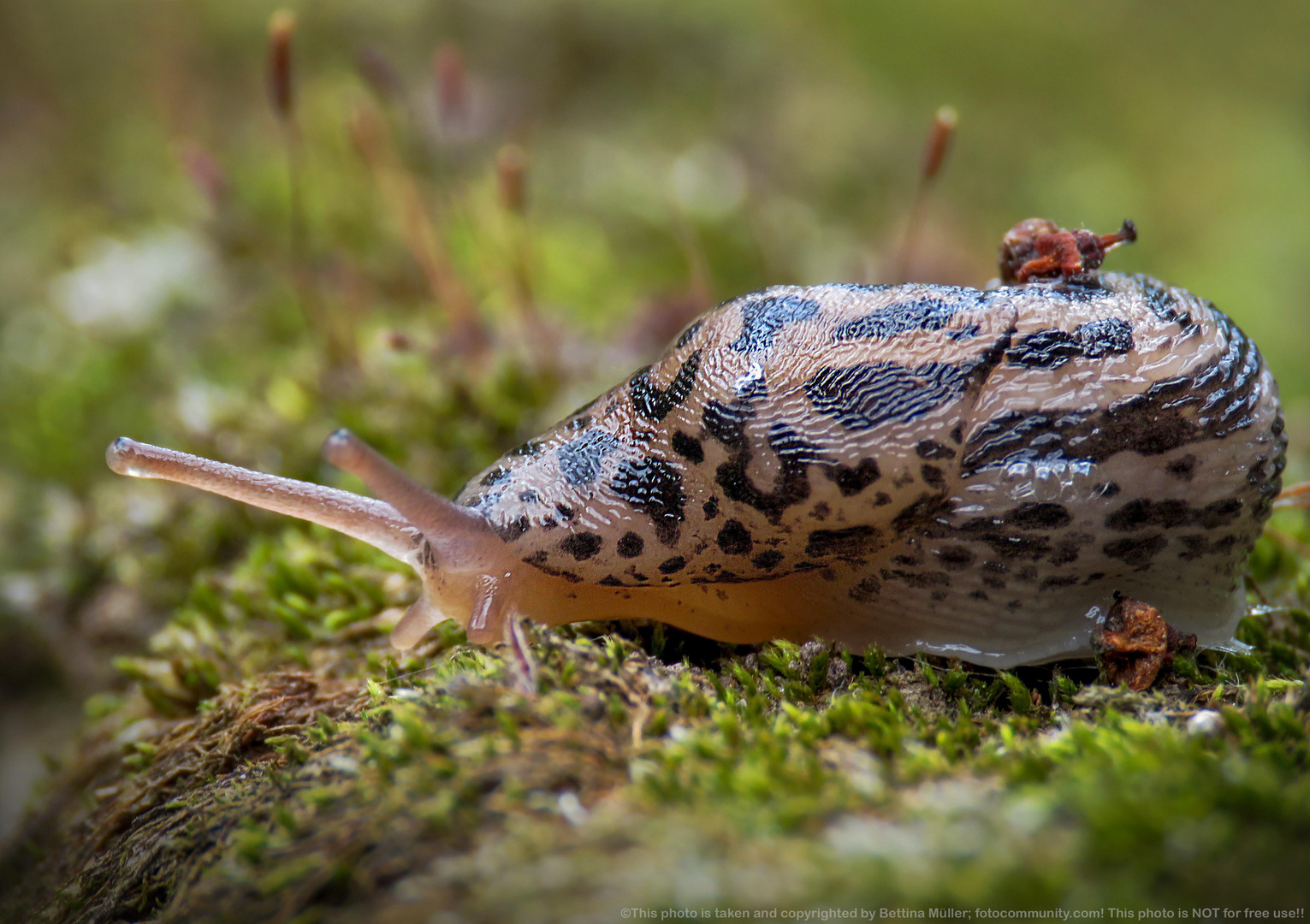 Junger Tigerschnegel - young Leopard Slug (Limax maximus)