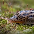 Junger Tigerschnegel - young Leopard Slug (Limax maximus)