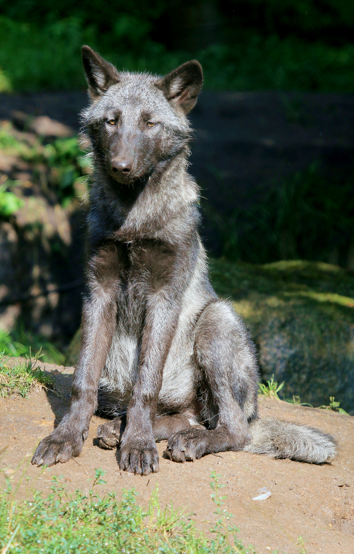 Junger Timberwolf