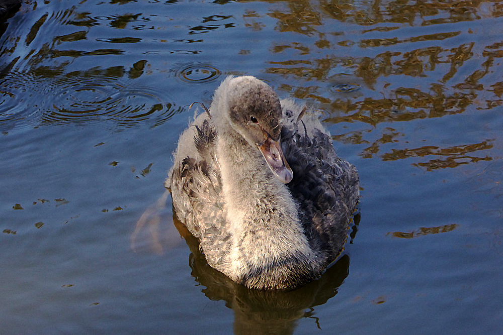 Junger Trauerschwan