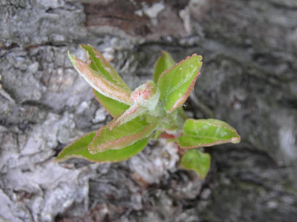 Junger Trieb aus altem Leib