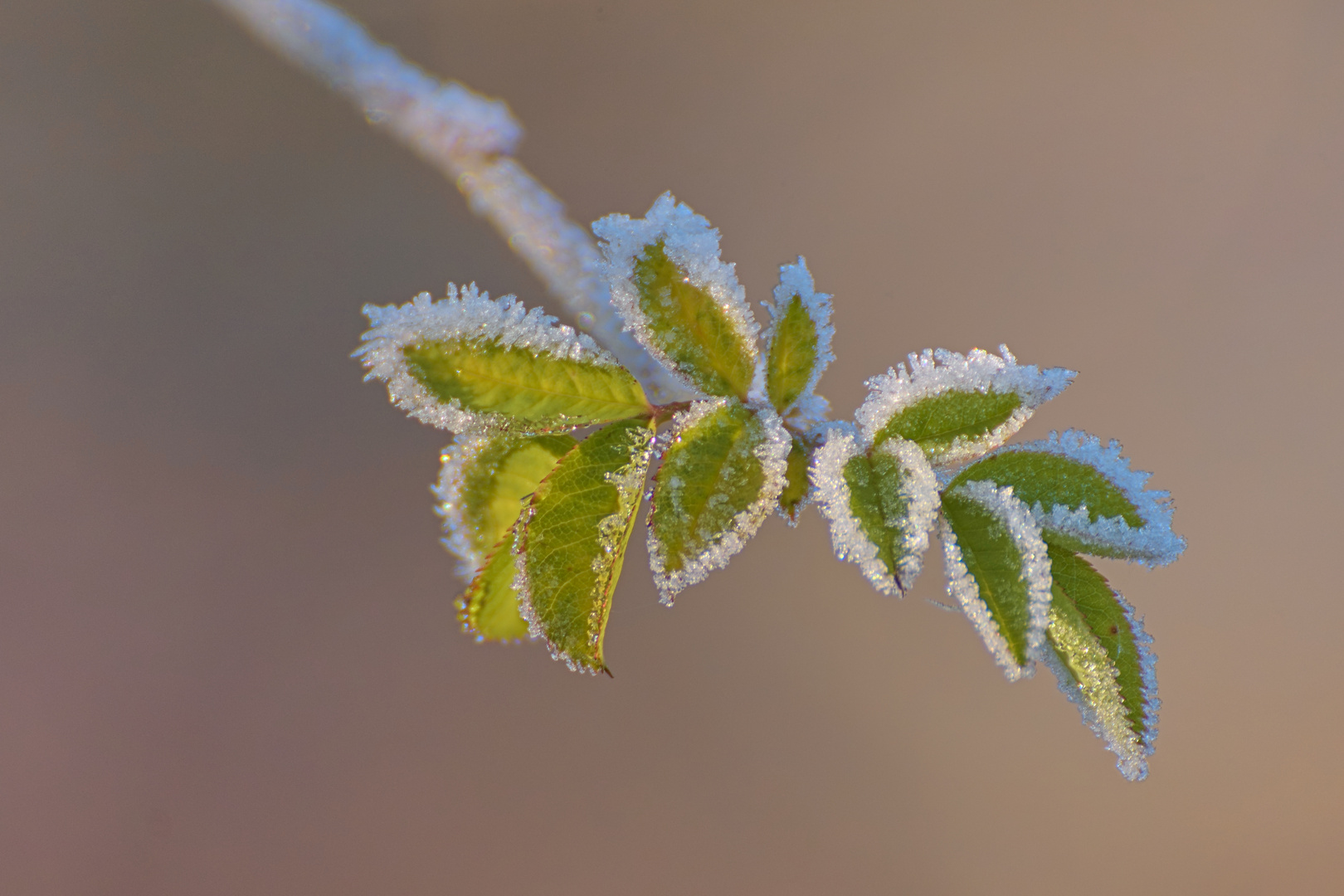 Junger Trieb im Frost