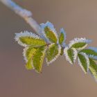 Junger Trieb im Frost