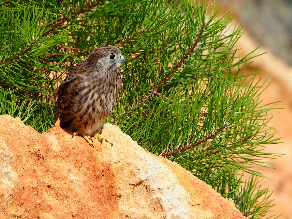 Junger Turmfalke an der Algarve