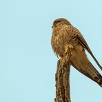 Junger Turmfalke auf altem Holz