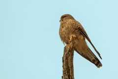 Junger Turmfalke auf altem Holz