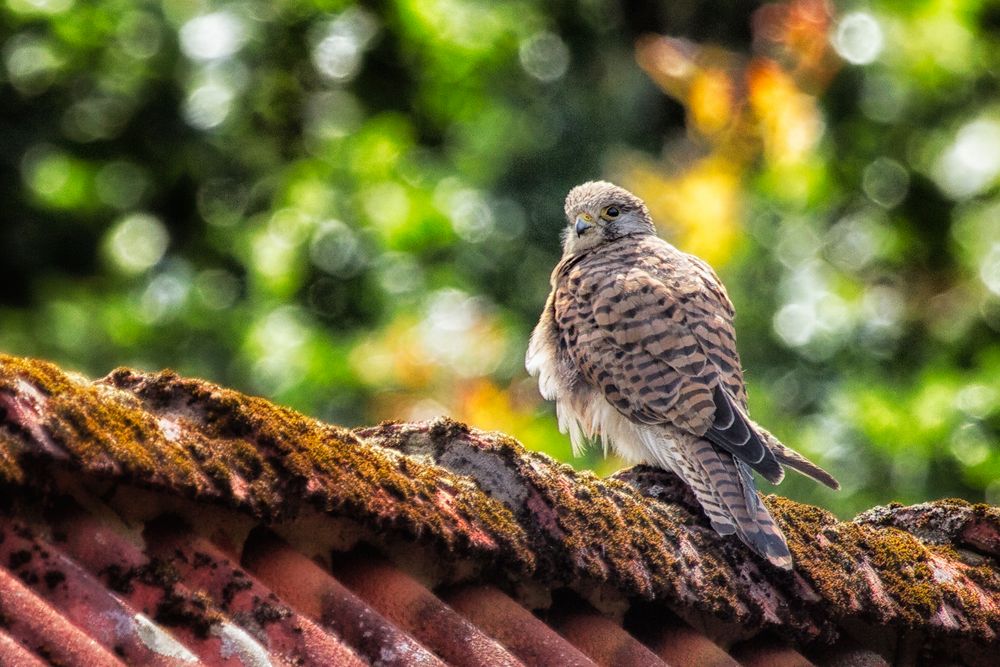 Junger Turmfalke auf dem Dach