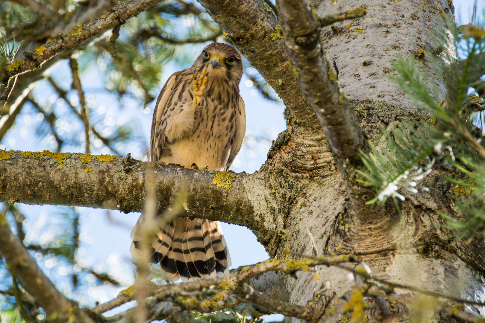 Junger Turmfalke