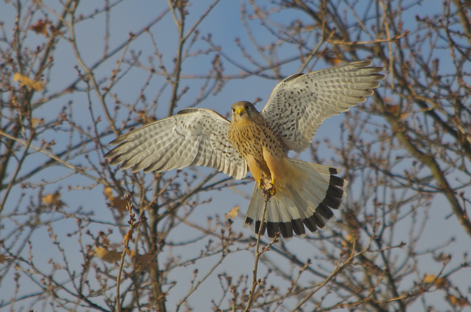 Junger Turmfalke