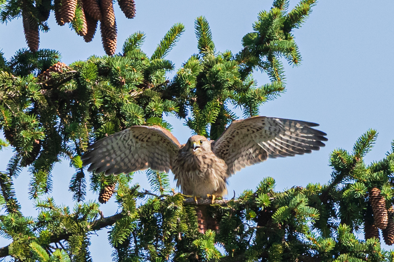 Junger Turmfalke bei seinen ersten Flugübungen