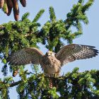 Junger Turmfalke bei seinen ersten Flugübungen