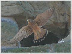 Junger Turmfalke beim Abflug aus seinem Nest