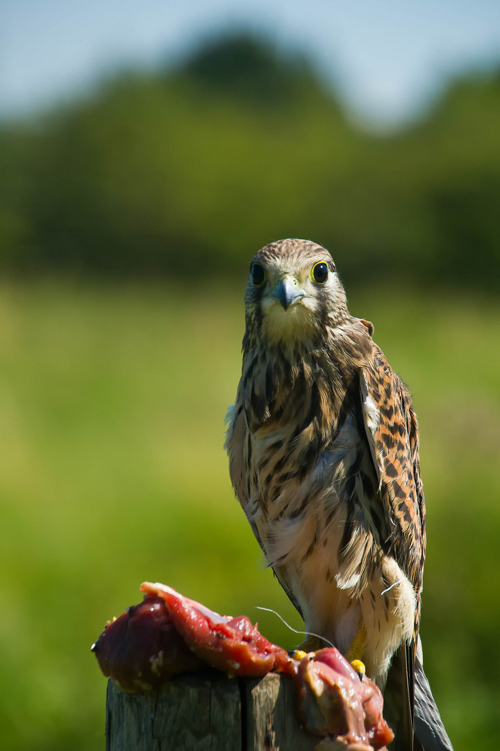 junger Turmfalke beim Auswildern 2