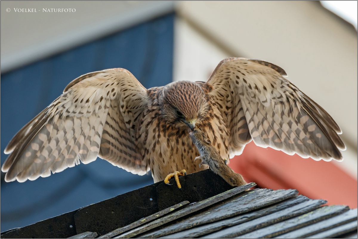 Junger Turmfalke beim Kröpfen