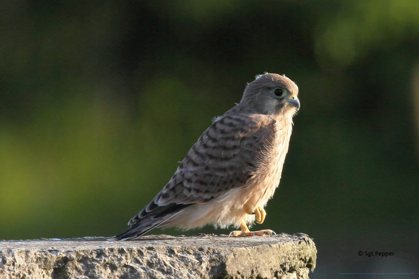 Junger Turmfalke beim Sonnenbad (1/2)