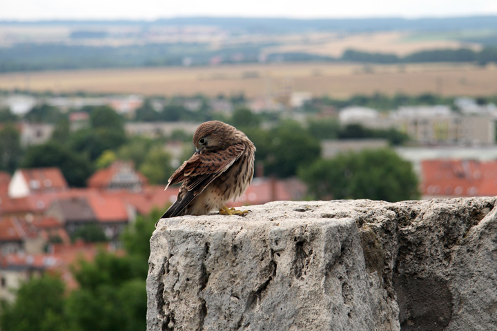 junger Turmfalke