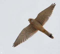 Junger Turmfalke (Falco tinnunculus) ...