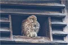 Junger Turmfalke ( Falco tinnunculus)