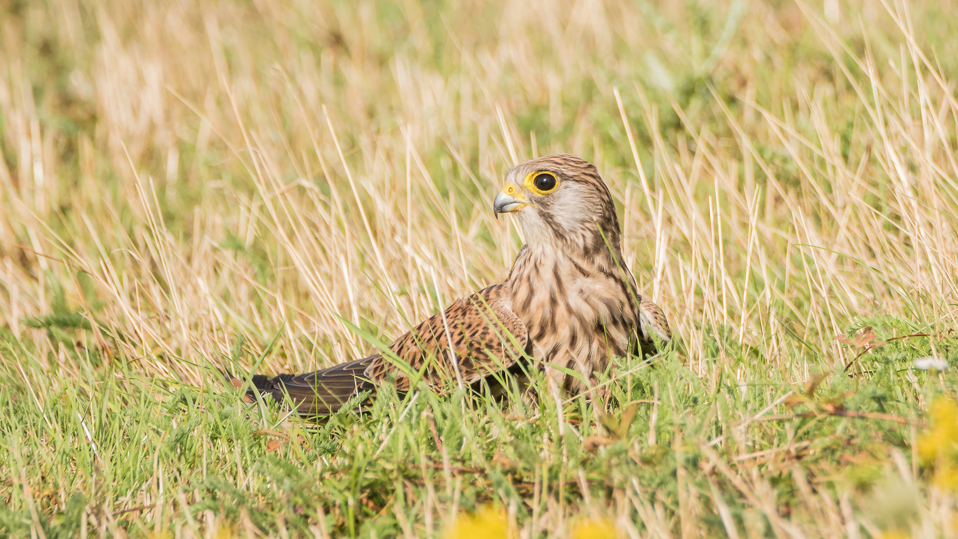 junger Turmfalke