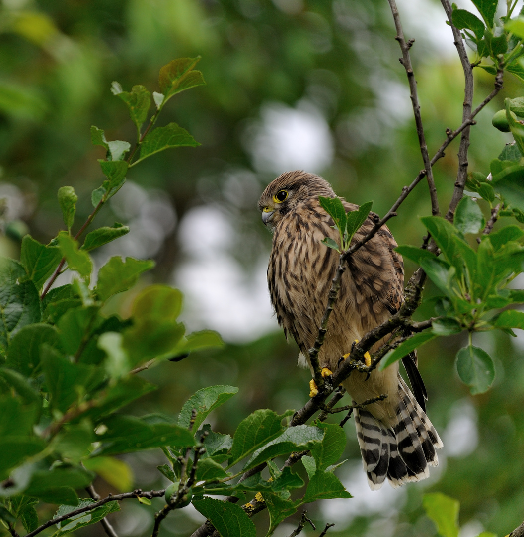 Junger Turmfalke.