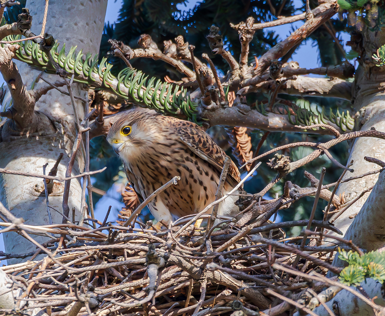 Junger Turmfalke im Baum