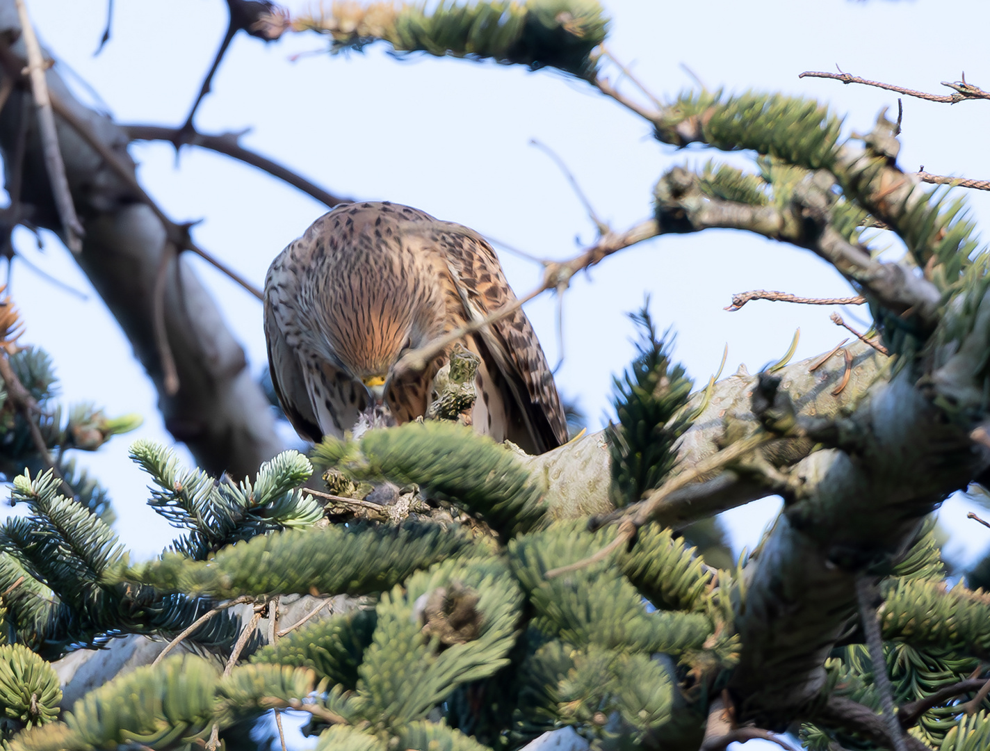 Junger Turmfalke im Baum