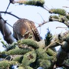 Junger Turmfalke im Baum