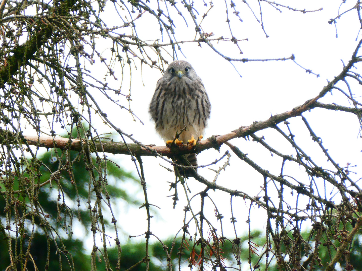 Junger Turmfalke im Baum