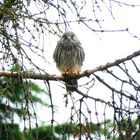 Junger Turmfalke im Baum