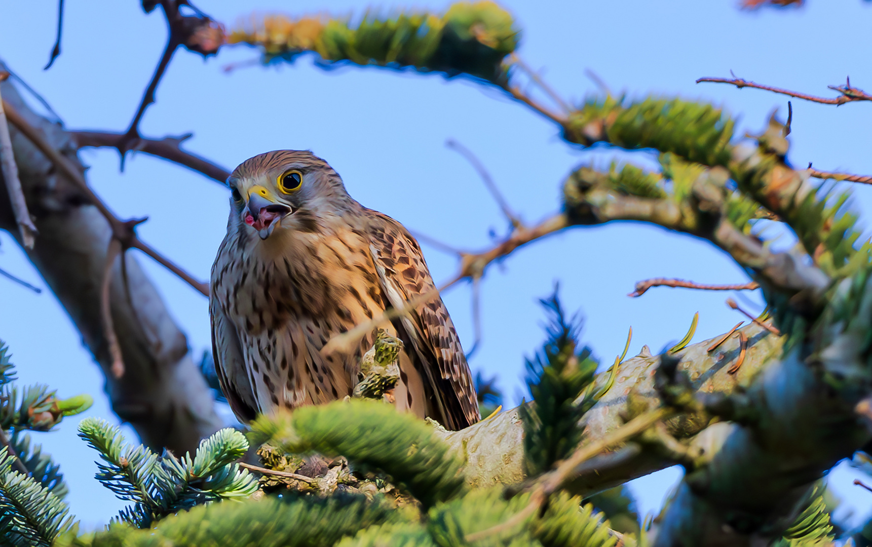 Junger Turmfalke im Baum