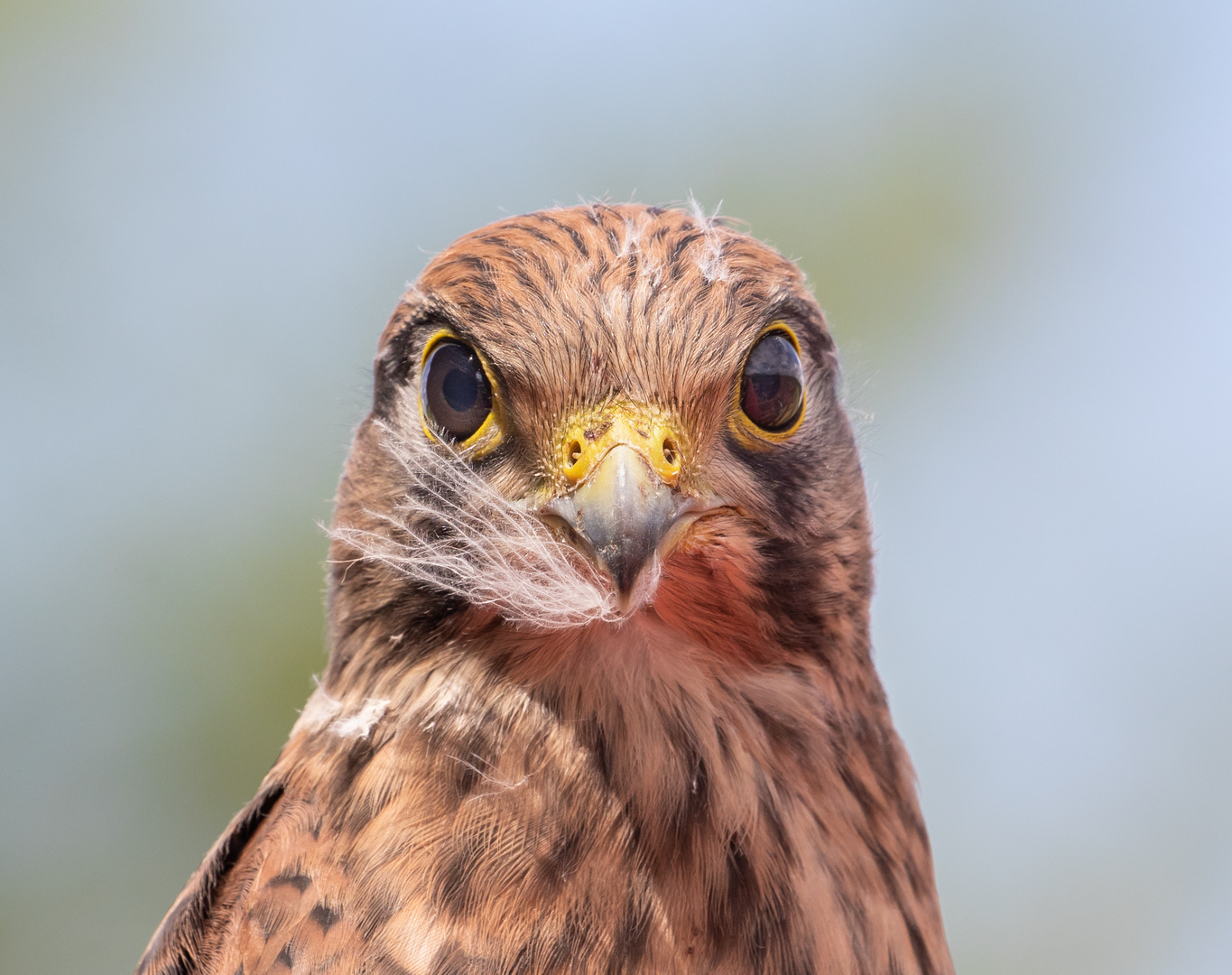 Junger Turmfalke im Portrait